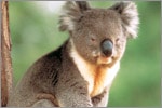 See koalas on an Australia Cruise